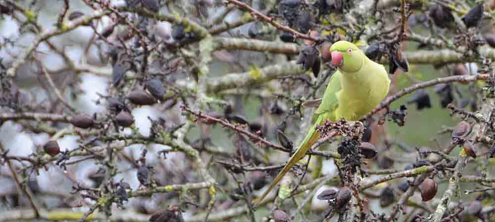 Perruche à collier vert vif perchée sur une branche d'arbre en hiver, entourée de baies et de lichen, observation d'oiseaux exotiques en milieu naturel, ambiance paisible et sauvage.